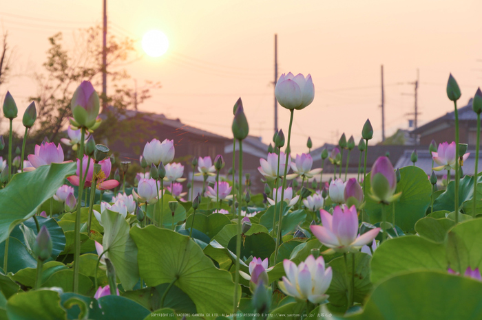 LUMIX,GX8試写_(P1010170,77 mm,F7.1,iso200)2015yaotomi_.jpg