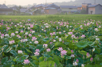 LUMIX,GX8試写_(P1010220,43 mm,F2,iso200)2015yaotomi_.jpg