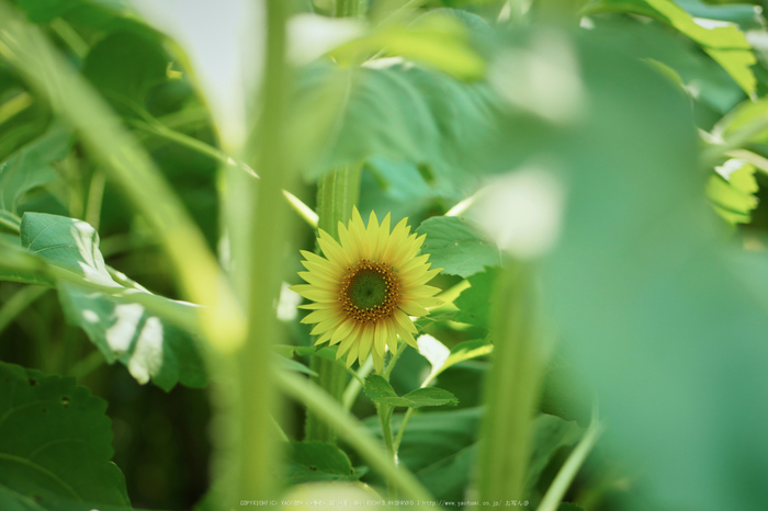 LUMIX,GX8試写_(P1010583,43 mm,F2.2,iso200)2015yaotomi_.jpg