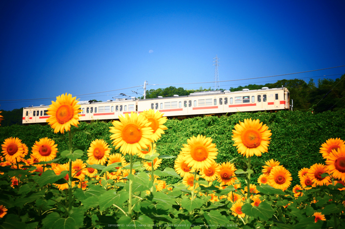 LUMIX,GX8試写_(P1010857,24 mm,F5.6,iso200)2015yaotomi_.jpg