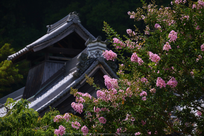 LUMIX,GX8試写_(P1020133,120 mm,F5.6,iso200)2015yaotomi_.jpg