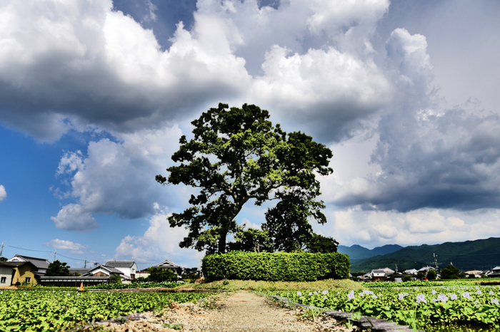 LUMIX,GX8試写_(P1020250,14 mm,F5,iso200)2015yaotomi_.jpg