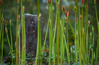 世尊寺,彼岸花(DSCF8239,135 mm,F5.6,iso200)2015yaotomi.jpg