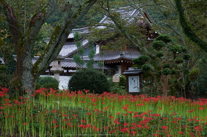 世尊寺,彼岸花(DSCF8280,62 mm,F9,iso200)2015yaotomi.jpg