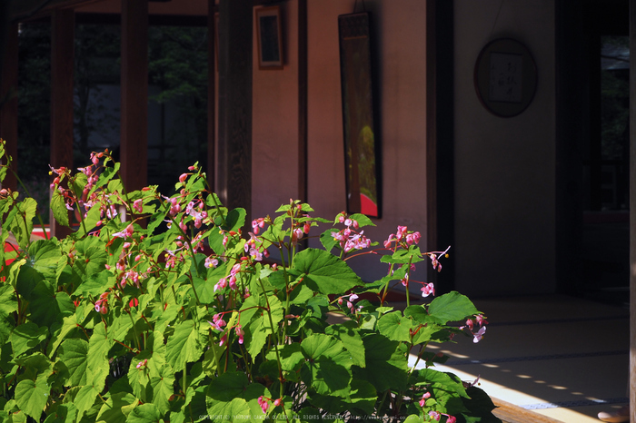 京都大原,三千院(P8220069,42 mm,F5.6,iso200)2015yaotomi_.jpg