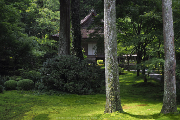 京都大原,三千院(P8220099,24 mm,F8,iso200)2015yaotomi_.jpg