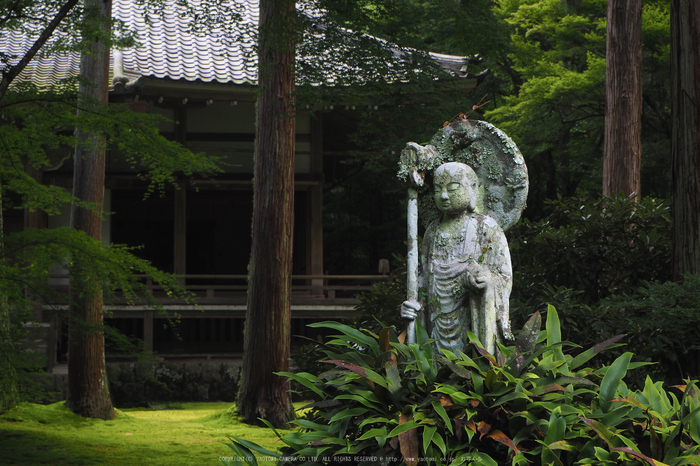 京都大原,三千院(P8220104,42 mm,F8,iso200)2015yaotomi_.jpg