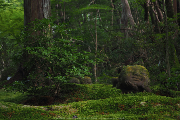 京都大原,三千院(P8220145,42 mm,F5.6,iso400)2015yaotomi_.jpg