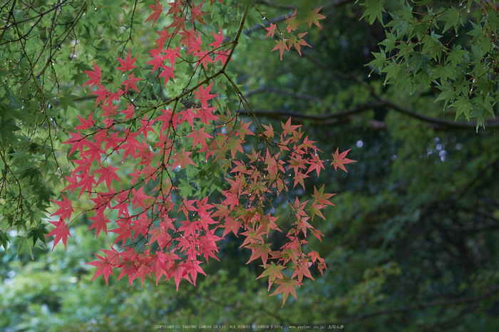 吉野山,紅葉(DSCF4099F,72 mm,F5.6)2015yaotomi.jpg
