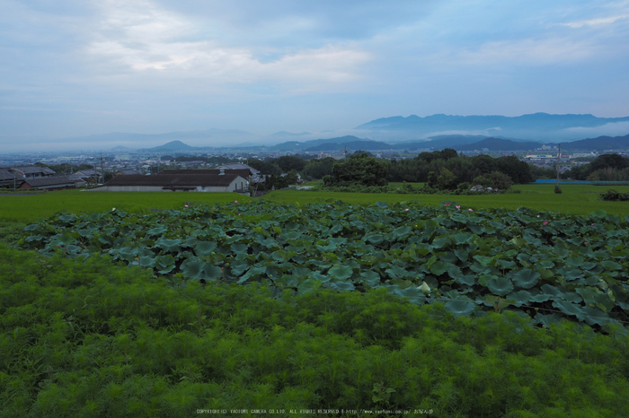 岩湧寺,秋海棠(P9030092f,14 mm,F8,iso200)2015yaotomi_.jpg