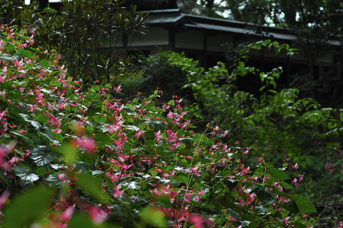 岩湧寺,秋海棠(P9030124,75 mm,F3.2,iso200)2015yaotomi_.jpg