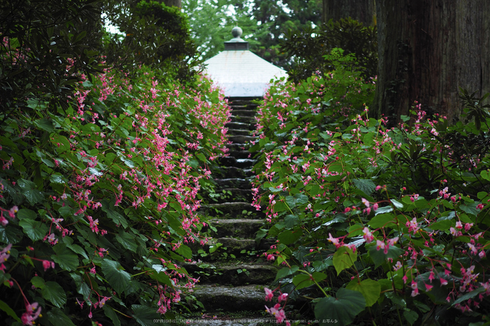 岩湧寺,秋海棠(P9030130,25 mm,F1.8,iso200)2015yaotomi_ 1.jpg