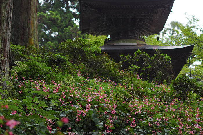 岩湧寺,秋海棠(P9030155,45 mm,F2,iso200)2015yaotomi_.jpg