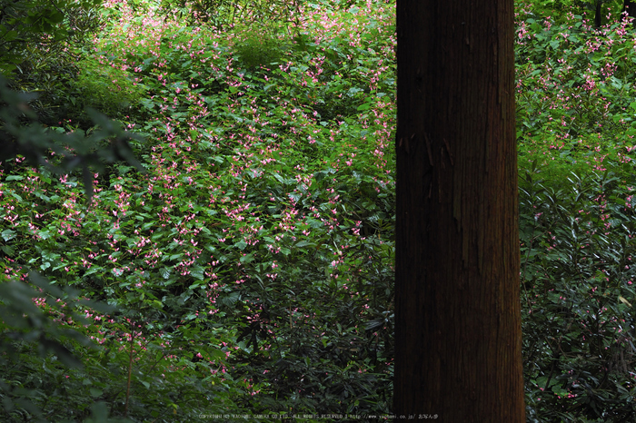 岩湧寺,秋海棠(P9030224,75 mm,F4,iso200)2015yaotomi_ 1.jpg