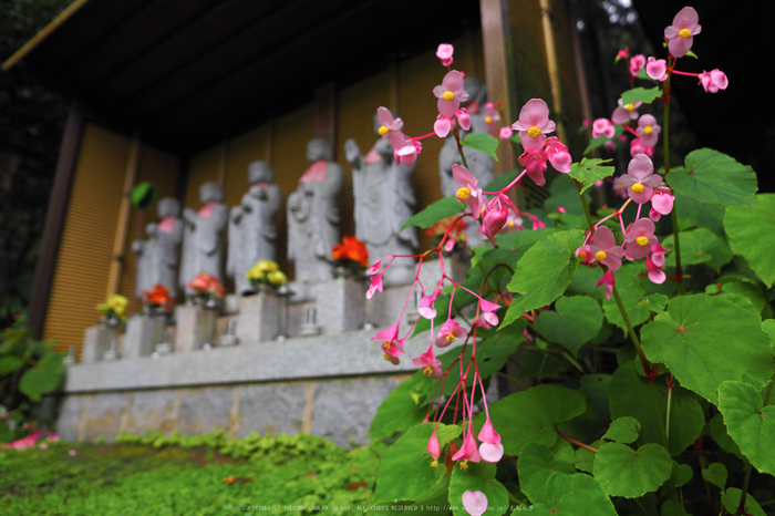 岩湧寺,秋海棠(P9030313,12 mm,F2.5,iso200)2015yaotomi_.jpg