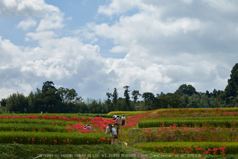 御所,一言,彼岸花(DSCF8915,72 mm,F9)2015yaotomi.jpg