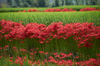 御所,一言,彼岸花(DSCF8969,124 mm,F3.6)2015yaotomi.jpg