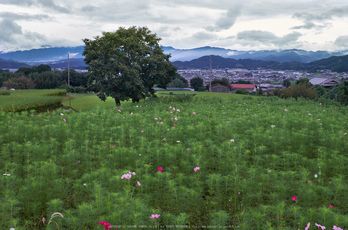 御所,九品寺(DSCF8119_f,25 mm,F9)2015yaotomi.jpg