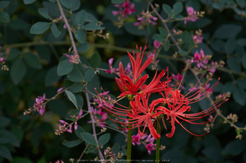 御所,九品寺(DSCF8160,99 mm,F7.1,iso320)2015yaotomi.jpg