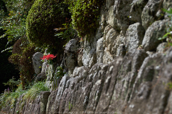 御所,九品寺,彼岸花(DSCF9015,55 mm,F4)2015yaotomi.jpg