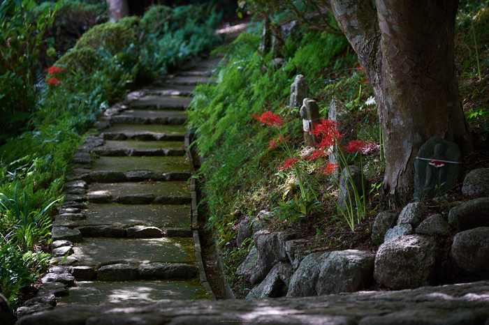 御所,九品寺,彼岸花(DSCF9024,91 mm,F3.2)2015yaotomi.jpg