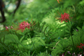 御所,九品寺,彼岸花(DSCF9032,134 mm,F3.2)2015yaotomi.jpg