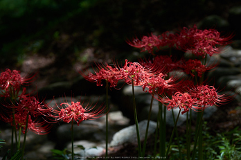 御所,九品寺,彼岸花(DSCF9050,84 mm,F5)2015yaotomi.jpg