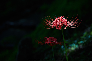 御所,九品寺,彼岸花(DSCF9054,140 mm,F5)2015yaotomi.jpg