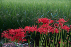 御所,葛城,一言(DSCF8174,83 mm,F8,iso320)2015yaotomi.jpg