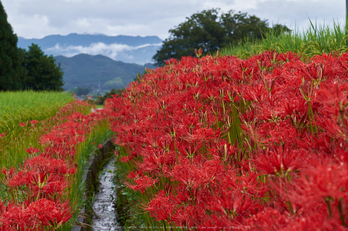 御所,葛城,一言(DSCF8196,66 mm,F13,iso250)2015yaotomi.jpg