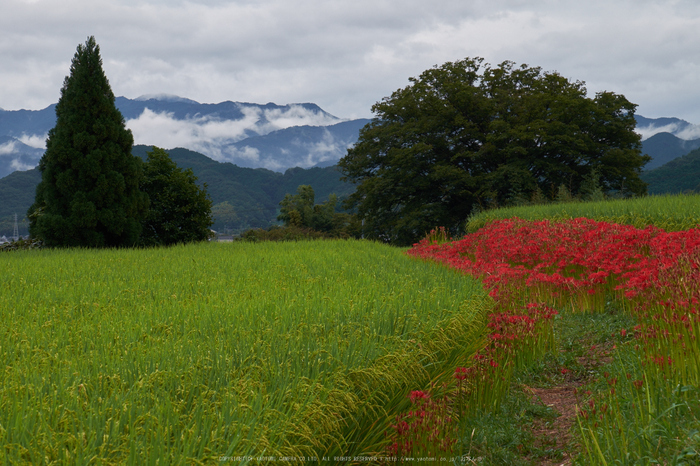 御所,葛城,一言(DSCF8217,74 mm,F13,iso200)2015yaotomi.jpg