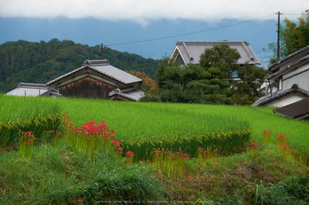 明日香,細川,彼岸花(DSCF8339,104 mm,F8)2015yaotomi.jpg