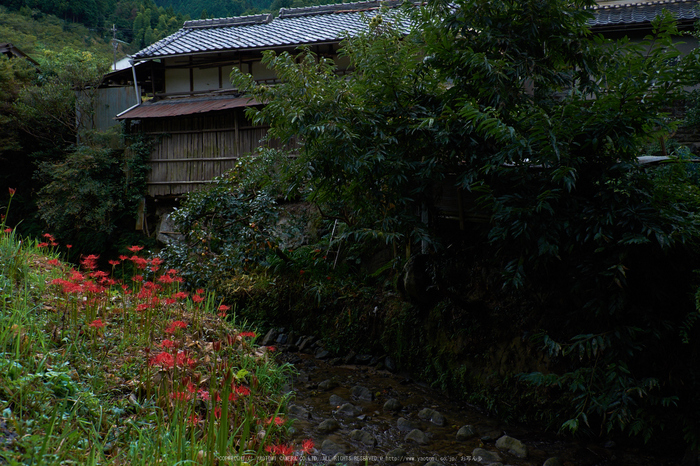 明日香,細川,彼岸花(DSCF8348,24 mm,F8)2015yaotomi.jpg