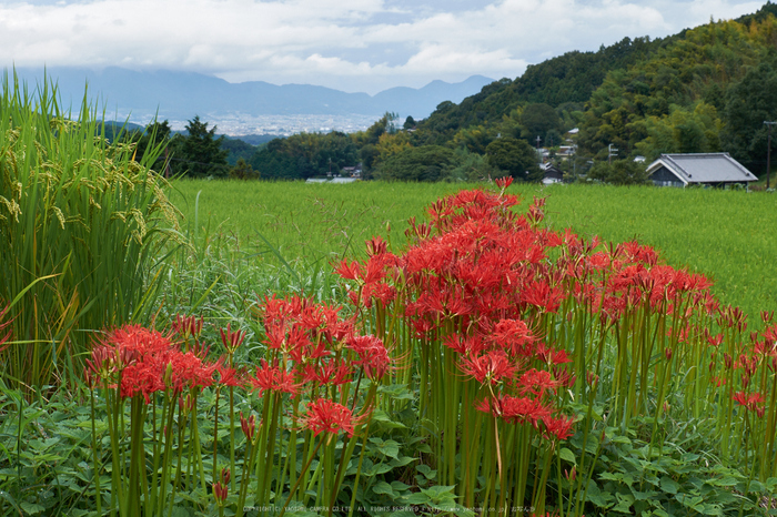 明日香,細川,彼岸花(DSCF8369,47 mm,F14)2015yaotomi.jpg