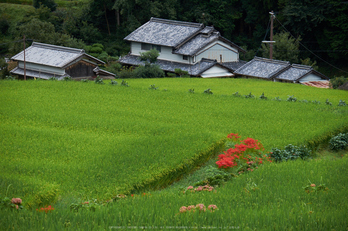 明日香,細川,彼岸花(DSCF8381,99 mm,F5.6)2015yaotomi.jpg