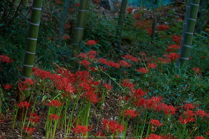 明日香,細川,彼岸花(DSCF8392,135 mm,F11)2015yaotomi.jpg