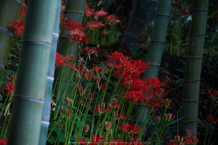 明日香,細川,彼岸花(DSCF8401,93 mm,F5.6)2015yaotomi.jpg