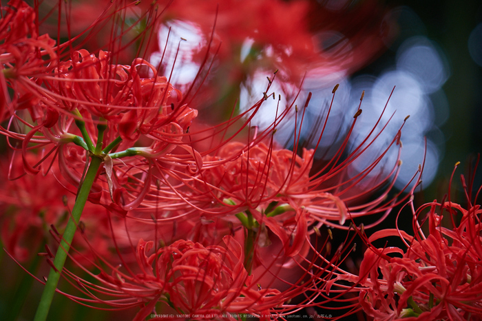 明日香,細川,彼岸花(DSCF8423,135 mm,F5.6)2015yaotomi.jpg