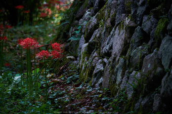 明日香,細川,彼岸花(DSCF8432,135 mm,F5.6)2015yaotomi.jpg