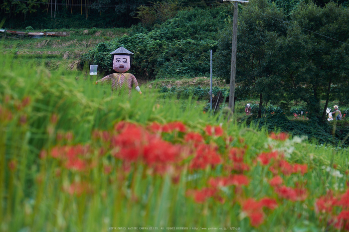 明日香,細川,彼岸花(DSCF8439,135 mm,F8)2015yaotomi.jpg