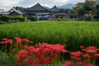 明日香,飛鳥寺,彼岸花(DSCF8877,26 mm,F7.1)2015yaotomi.jpg