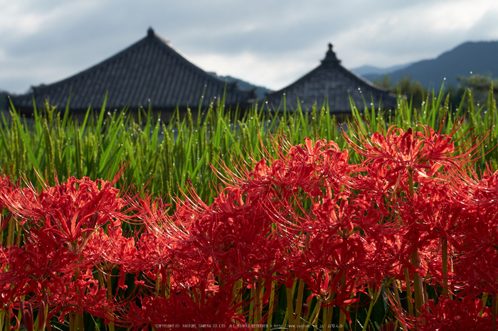 明日香,飛鳥寺,彼岸花(DSCF8881,55 mm,F11)2015yaotomi.jpg