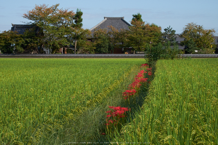 明日香,飛鳥寺,彼岸花(DSCF8897,55 mm,F14)2015yaotomi.jpg