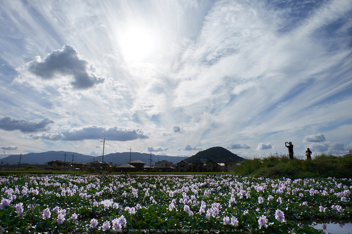 本薬師寺跡,彼岸花(DSCF9308,16 mm,F10)2015yaotomi.jpg