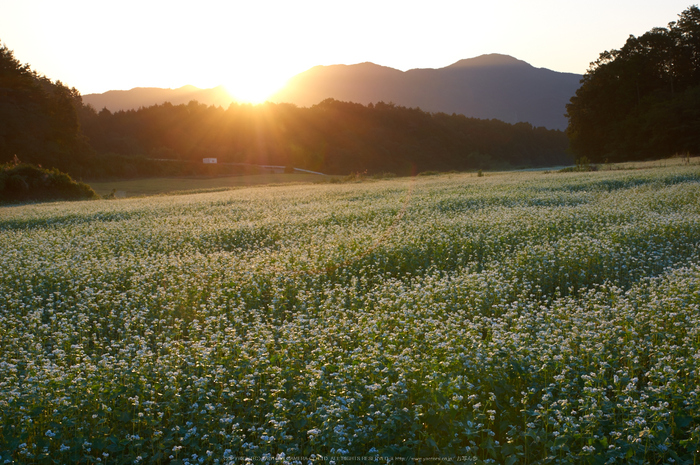 桜井,笠,そば(K32_0872,31 mm,F11,iso100)2015yaotomi_.jpg