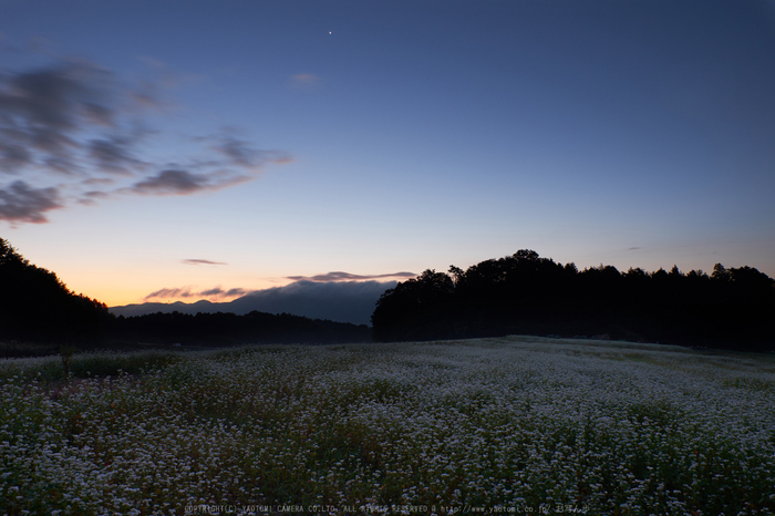 桜井,笠,そば畑(DSCF8559,8563,16-mm,F9)2015yaotomi.jpg