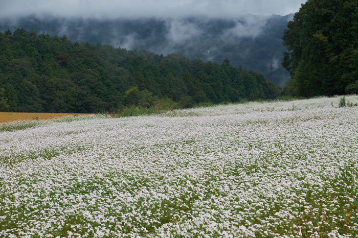 桜井,笠,蕎麦(DSCF8488,70 mm,F9)2015yaotomi.jpg