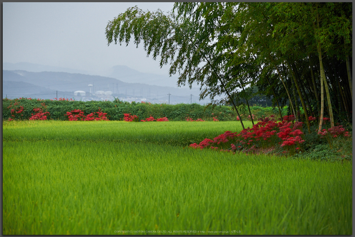 葛城,彼岸花(DSCF3471,87-mm,F3.6,iso400)2015yaotomi_T.jpg