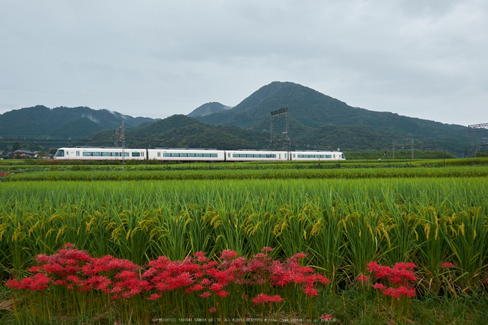 葛城,彼岸花(DSCF3510,19 mm,F5.6)2015yaotomi.jpg