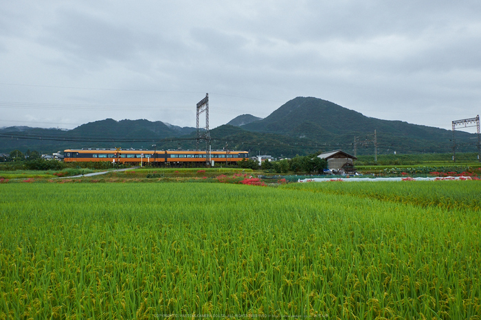 葛城,彼岸花(DSCF3612,16 mm,F4.5,iso800)2015yaotomi_.jpg